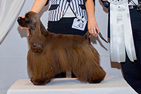 DORATA ALMA  DIAMANTOVÁ ZÁŘE