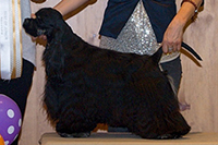  CHARMING SMILE VIXNER