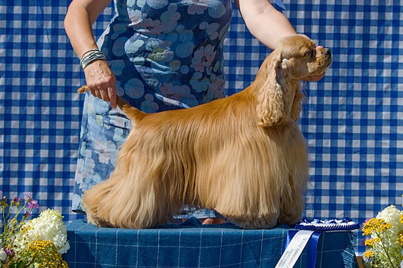 Chess King Bohemia Black Diamond