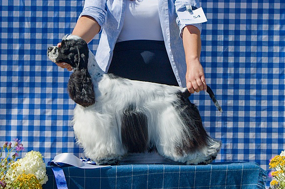 Translyvanian Black Diamond Athena