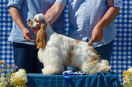Chardonnay Charming Line