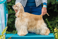 Anabell Gold Ruby Star