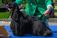 EVEPASSION ARIETT OF GEORGES