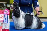 RASTA ROCKET BLACK AND TAN BERRY'S 