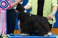 Translyvanian Black Diamond Athena