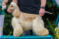 Dis moi oui Solveig  Northern Village