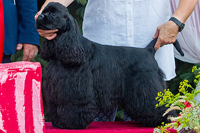 Quido Bohemia Black Diamond