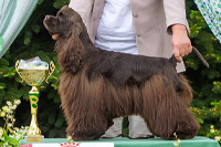 Kiss for Chocolate Vixner