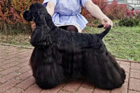 BIGTOP´S HURICANE FORCE