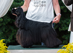 CHARLOTTE DE MI ALMA