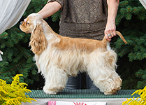 CAVALLI OF GEORGIA EVEPASSION