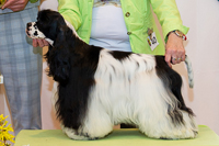 Colorfull Dream Donna Clara Ali Sangioveste Toscania