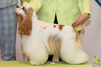 Hope Bohemian Beauty Winteort