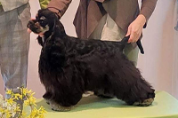  Mr. Memphis Moser Dog