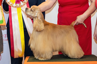 Chess King Bohemia Black Diamond