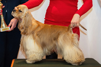 CAVALLI OF GEORGIA EVEPASSION