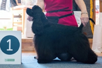 Blue Kabbale ´s Unite Diplomatique