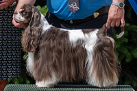 Silver Moon Sublime Beauty