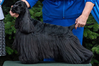 Ringo Star Bohemia Black Diamond 