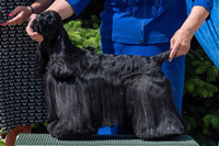  Tiffany Bohemia Black Diamond