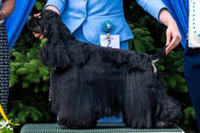 Azel Prince Of Wales