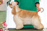 Dangerous Choice Gold Lover's 